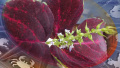 Космограммы с 13 по 19 июля 2026